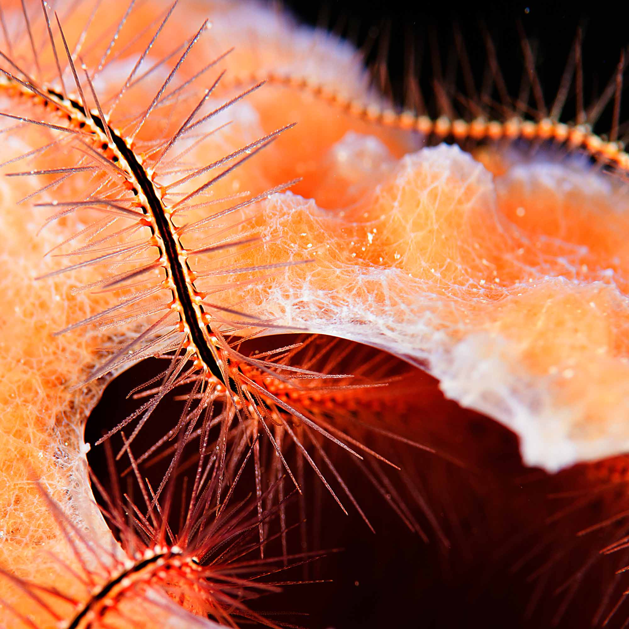 Sponge Brittle Star Abstract copyright Sean Howard Ikelite Underwater Housings