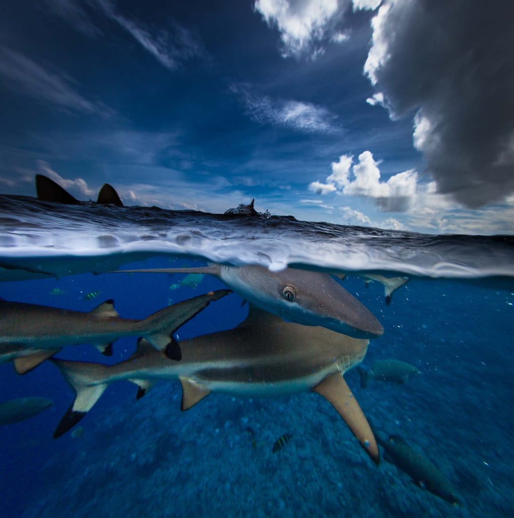 Sharks at the waterline Vertigo dive site copyright Steve Miller Ikelite