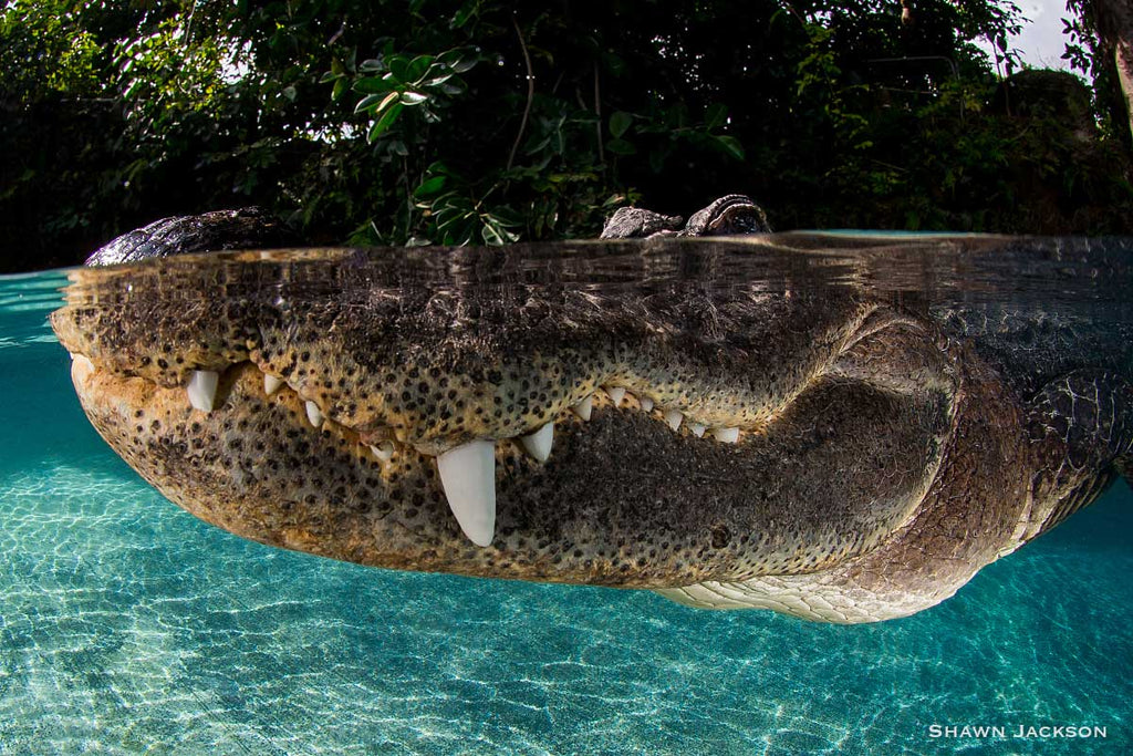 Underwater Alligator Copyright Shawn Jackson