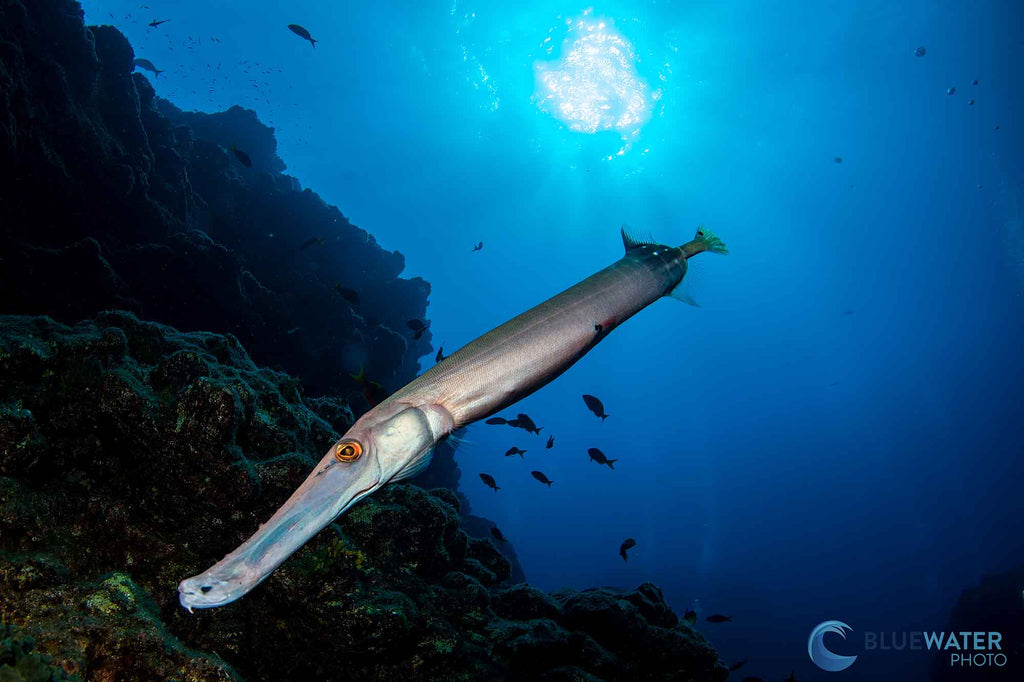 Trumpetfish Sony A7 IV Ikelite Underwater Housing Copyright Nirupam Nigam