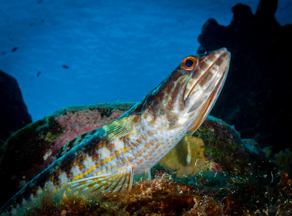 Sony RX100 VI Underwater Photo by John Brigham