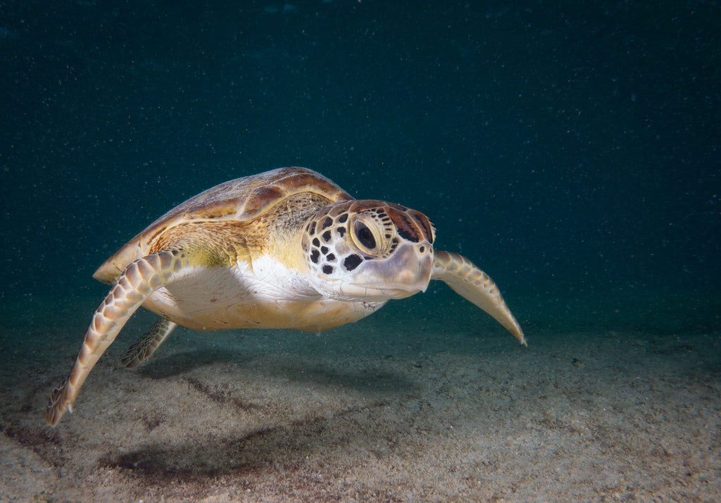 Sony RX100 VI Underwater Photo by John Brigham