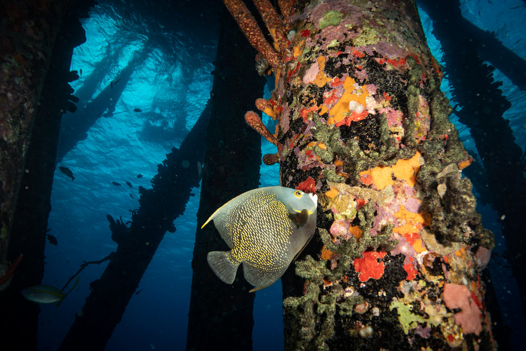 Sony RX100 VI Underwater Photo by John Brigham