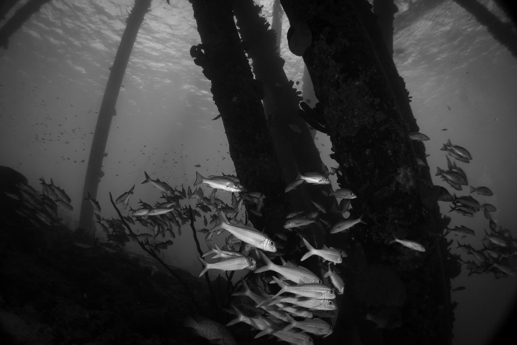 Sony RX100 VI Underwater Photo by John Brigham