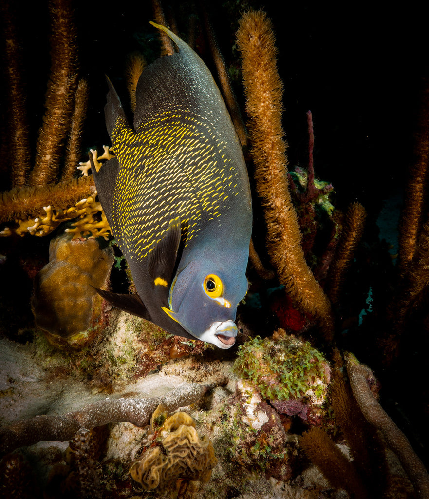 Sony RX100 VI Underwater Photo by John Brigham