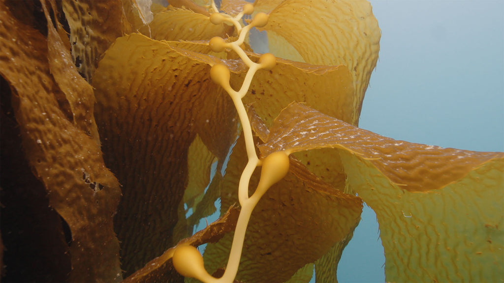 kelp taken with sony zv-e1