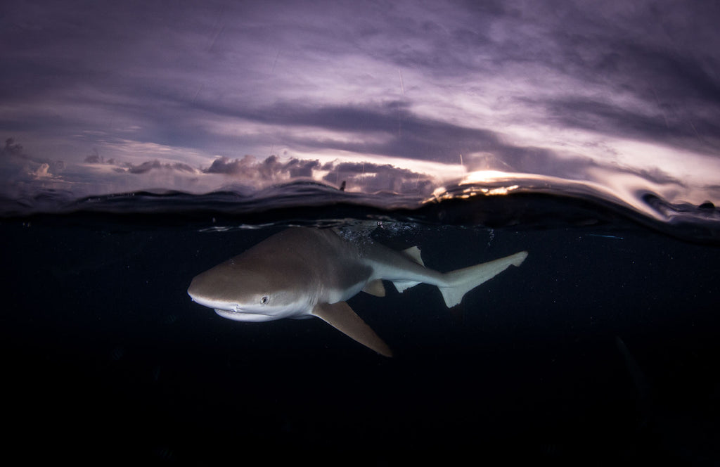 Shark at sunset copyright Steve Miller Ikelite