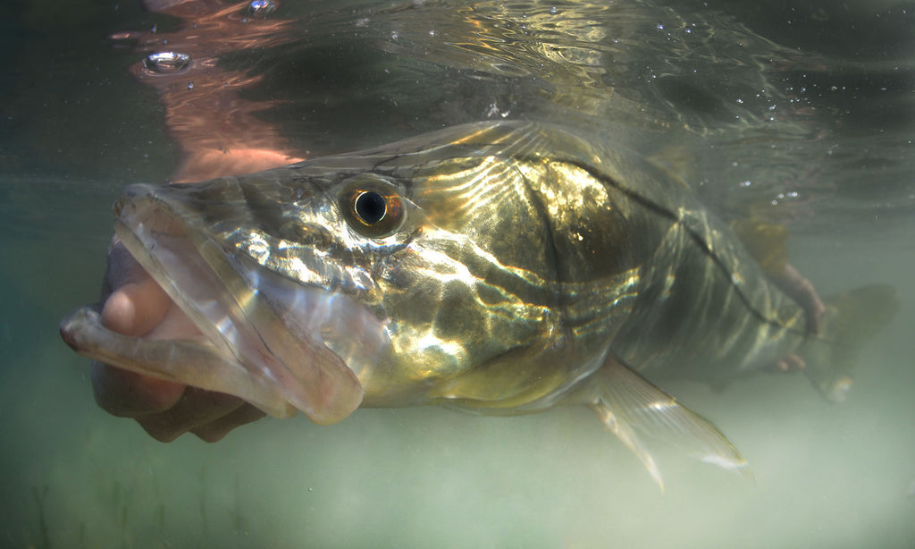 snook by steve hall taken with ikelite underwater housing