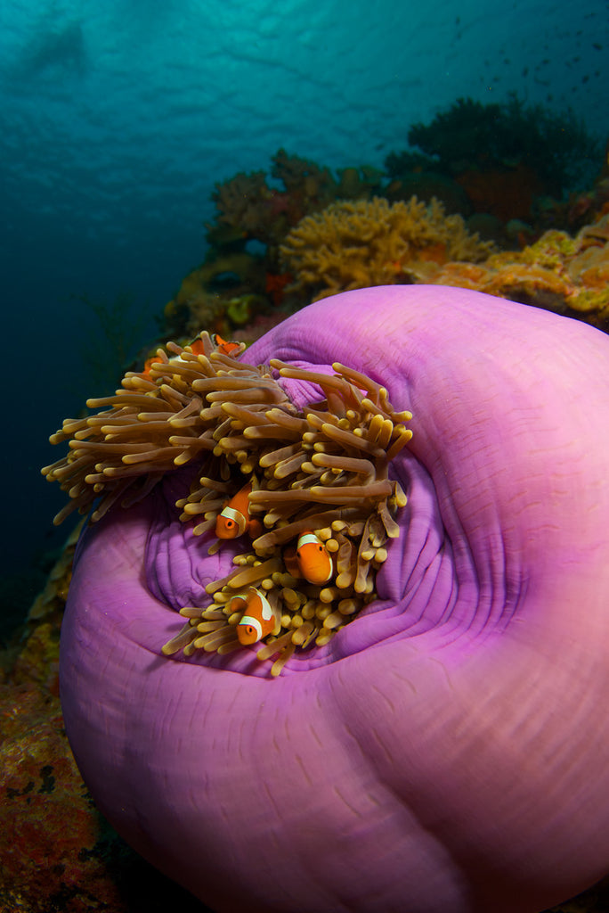 Steve Miller Nemo Family