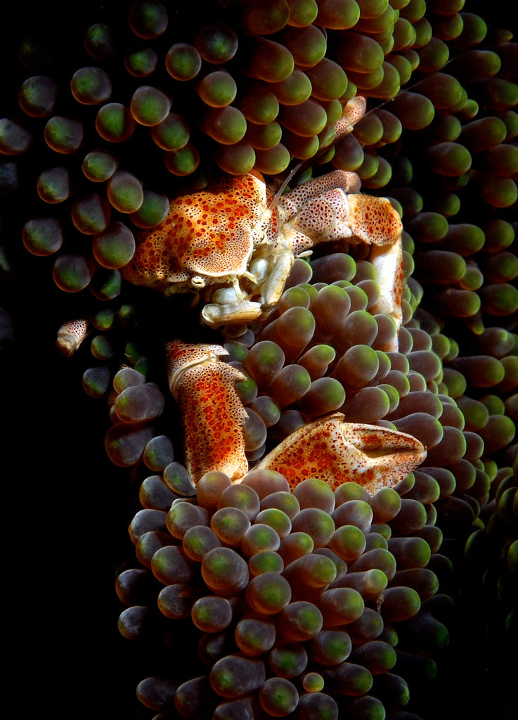 Steve Miller Anemone Crab