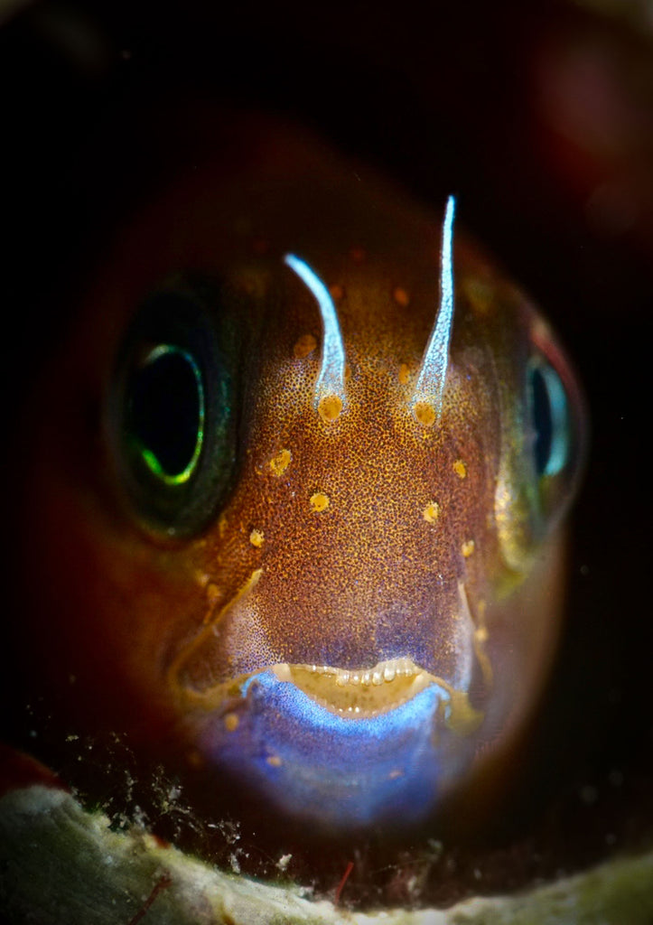 blenny taken by steve miller using an ikelite underwater housing