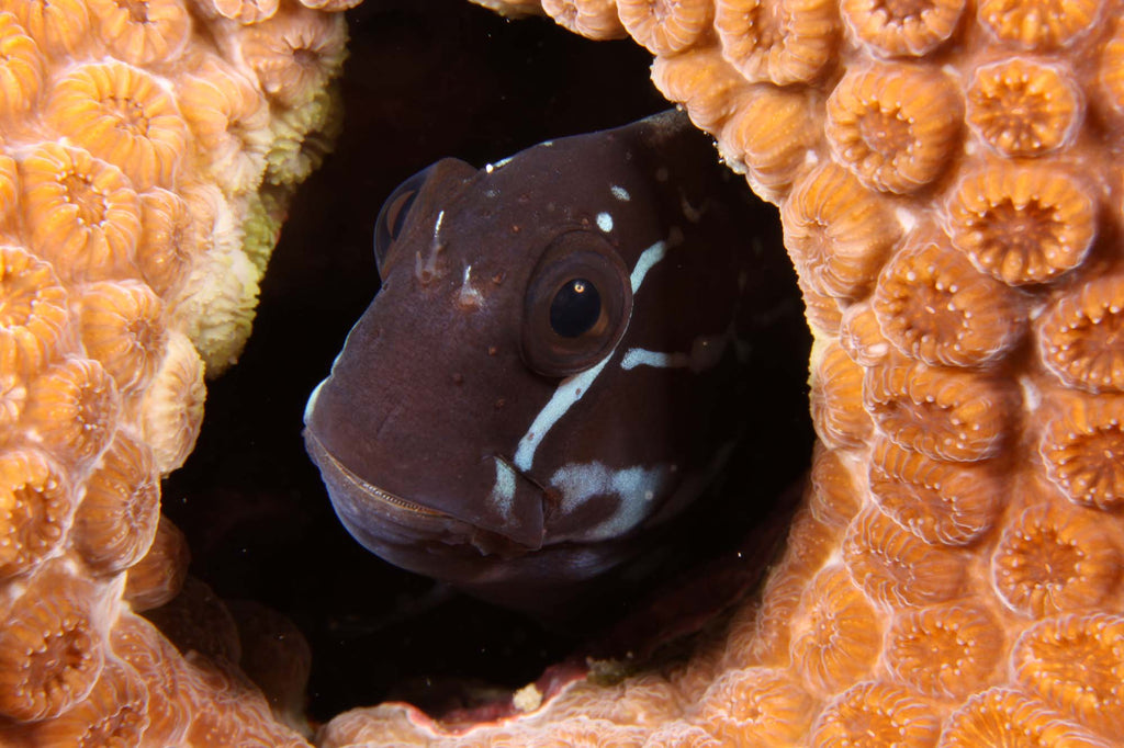 blenny inside shelter, used for framing. photo taken by steve miller with an ikelite underwater housing.