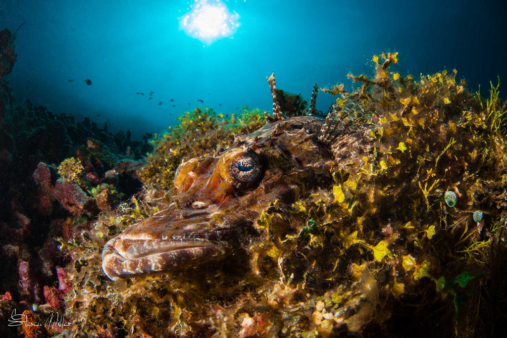 steve miller flathead crocodilefish ikelite underwater systems wide angle shot