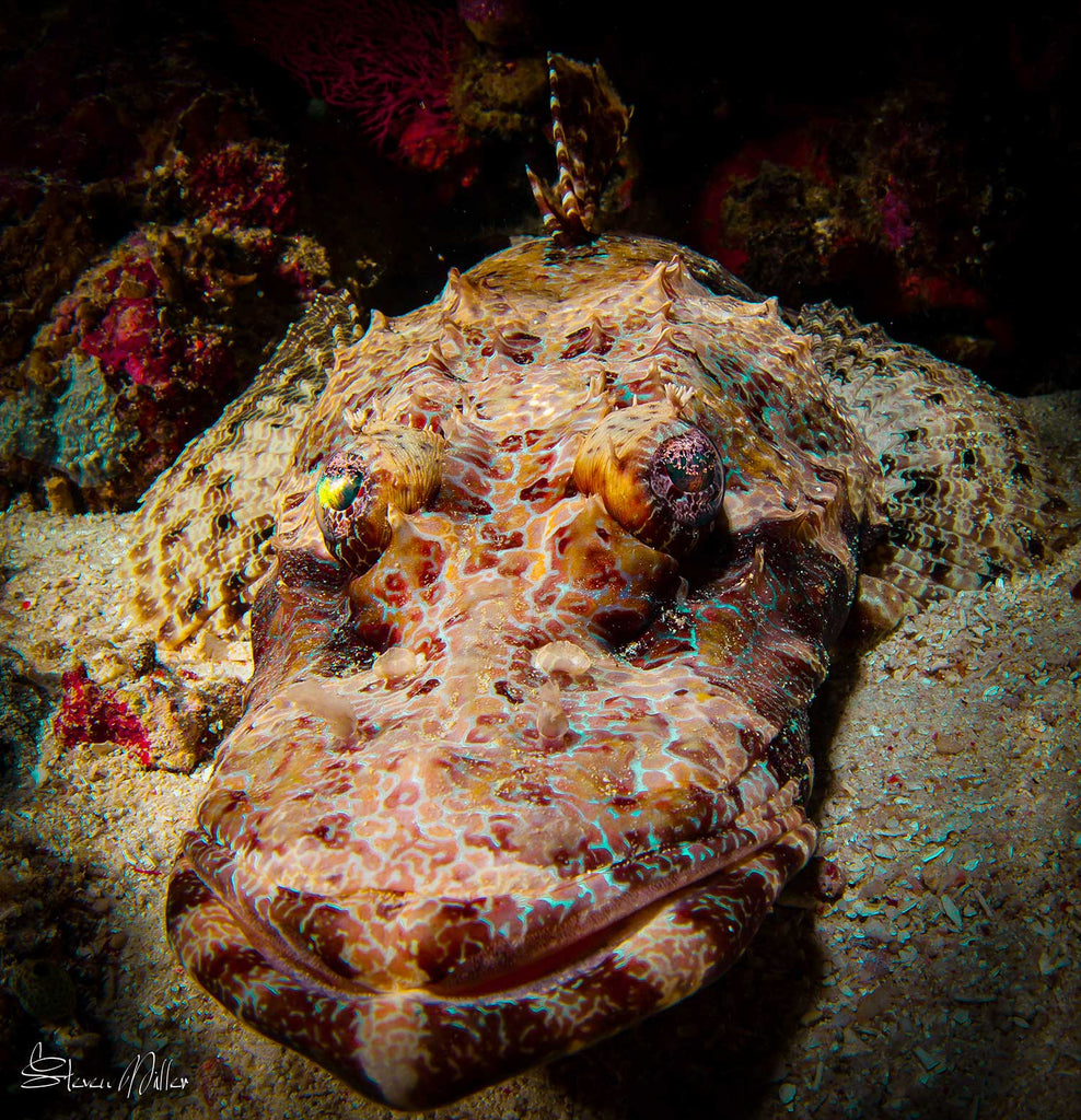 steve miller flathead crocodilefish photo by steve miller ikelite underwater systems