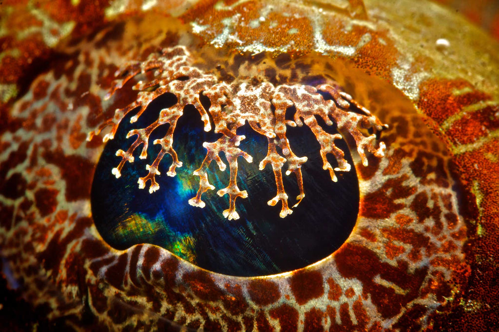 steve miller ikelite underwater systems image of a flathead crocodilefish eye 