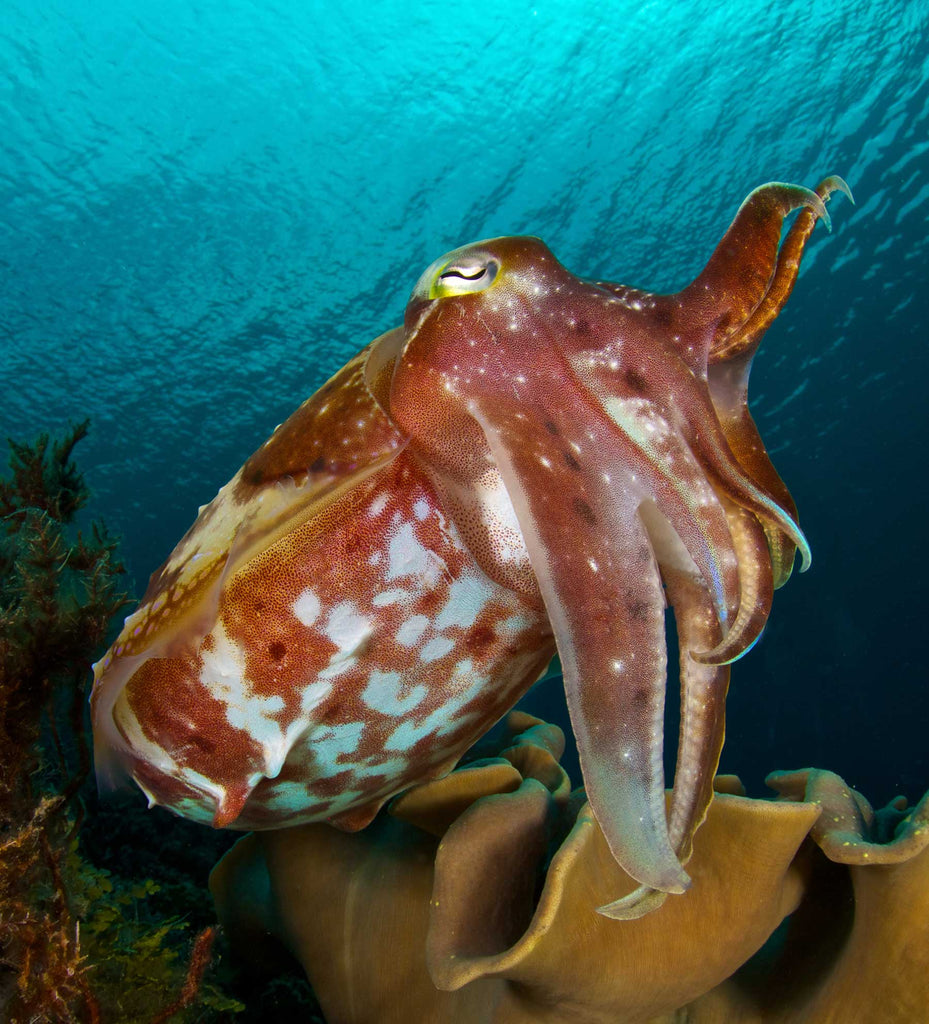 Steve Miller Cuttlefish 1