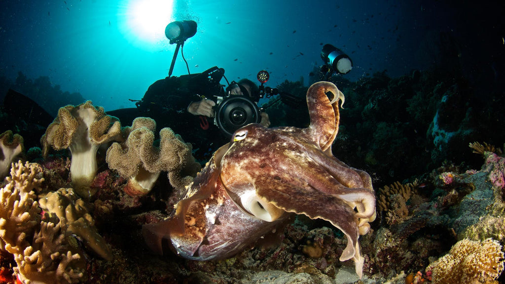 Steve Miller Cuttlefish 3