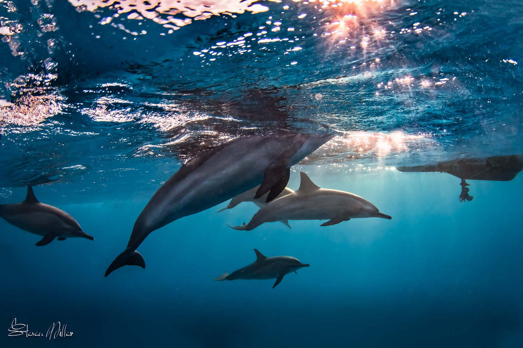 dolphins by steve miller taken with ikelite housing