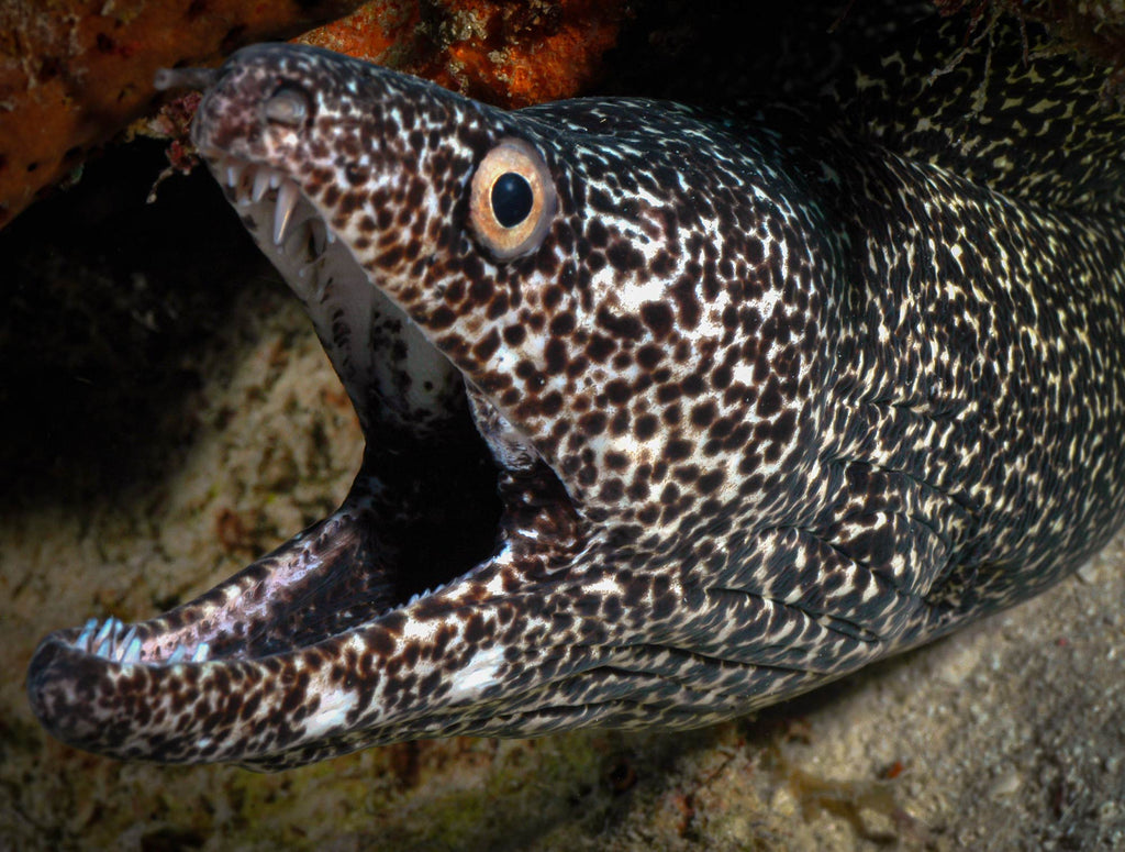 Steve Miller Eel Close Up