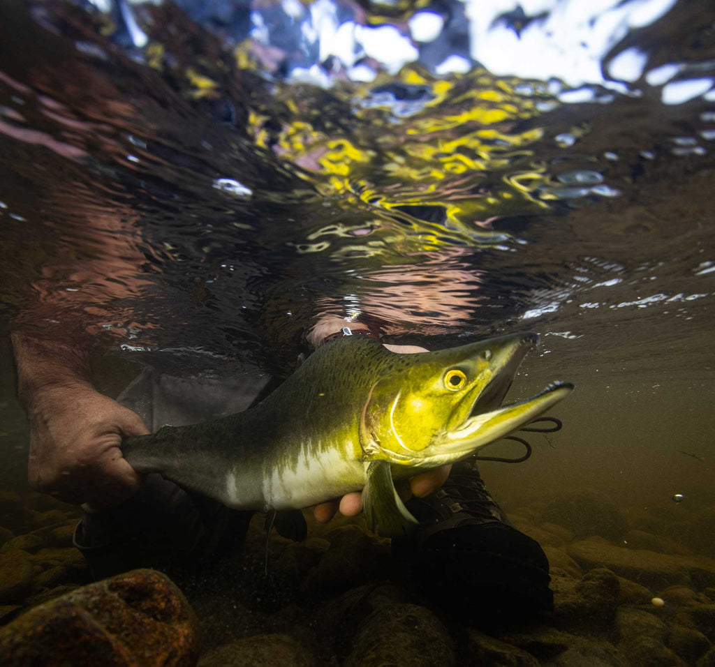 steve miller salmon fly fishing photo taken with ikelite underwater housing