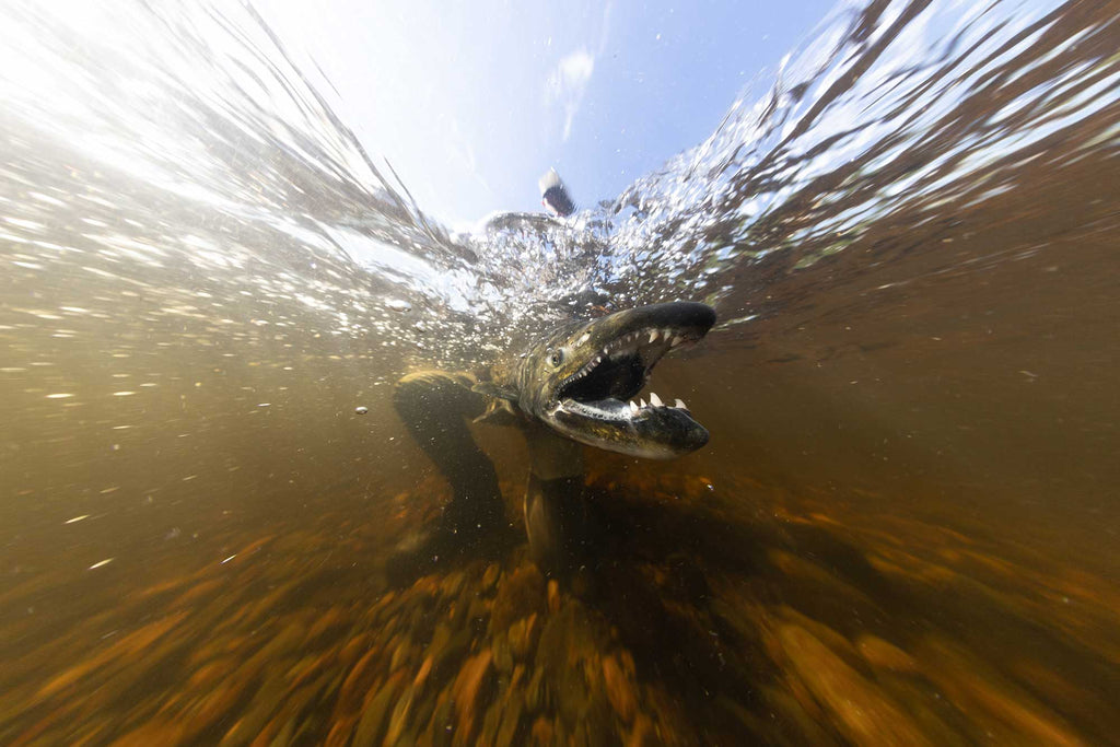 steve miller salmon held by fisherman photo taken with ikelite underwater housing
