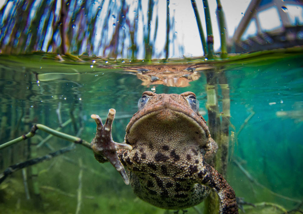 frog touching dome port steve miller taken with ikelite housing