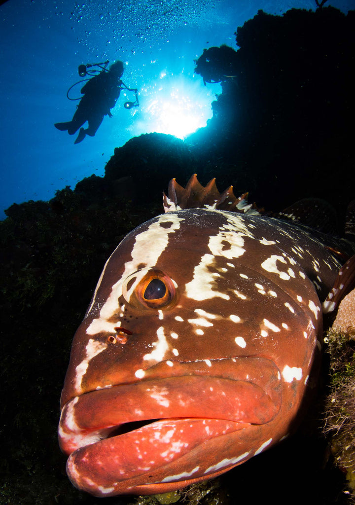 steve miller grouper photo close focus wide angle taken with ikelite housing and strobes