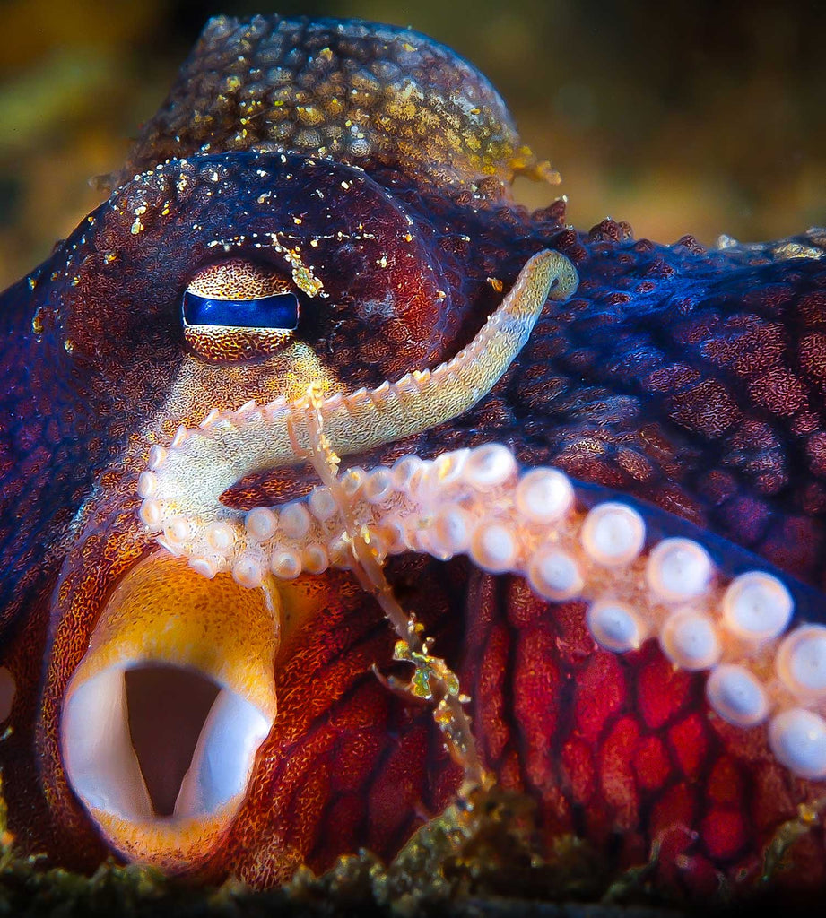 octopus close up by steve miller shot with an ikelite underwater housing