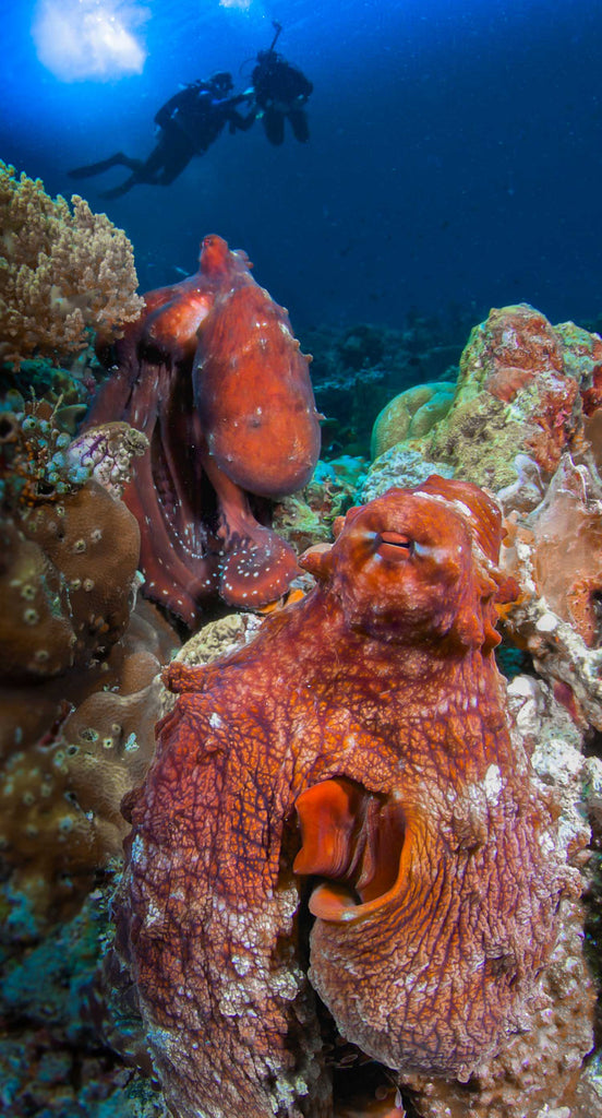 day octopuses with diver in background