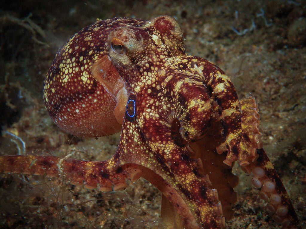 not the blue ring octopus shot with ikelite underwater housing