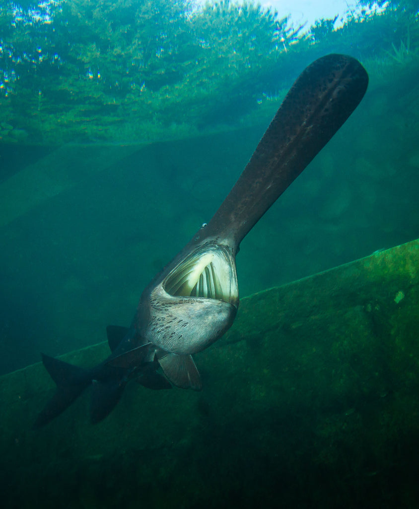 paddlefish flaring its mouth image by steve miller taken with an ikelite underwater housing