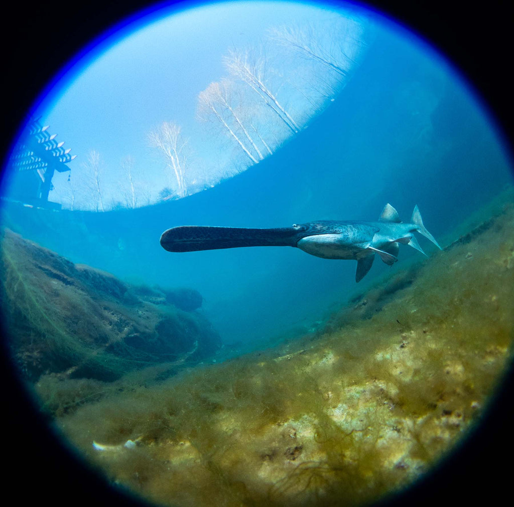 paddlefish steve miller taken with ikelite underwater housing