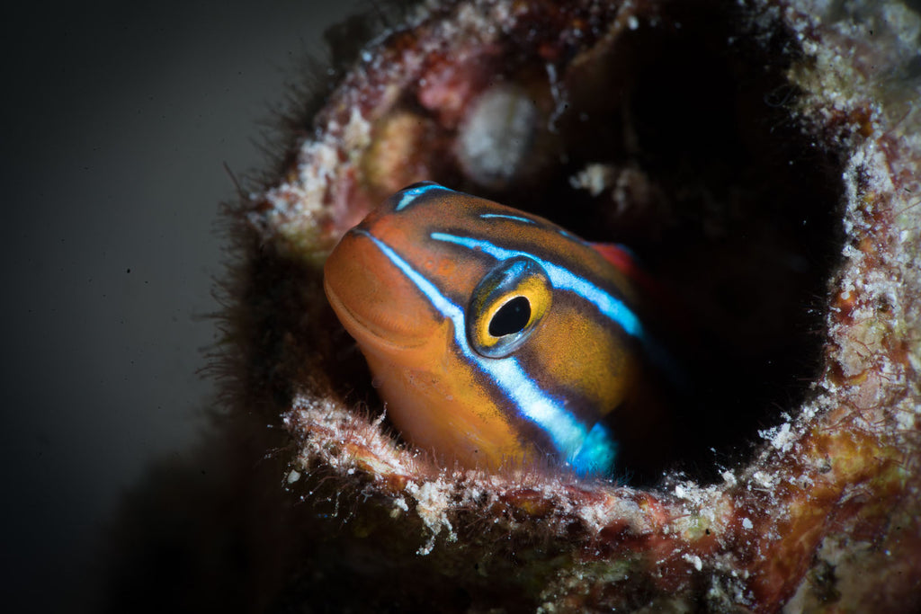 steve miller using a sony 90mm macro inside a sony a7riii inside an ikelite housing