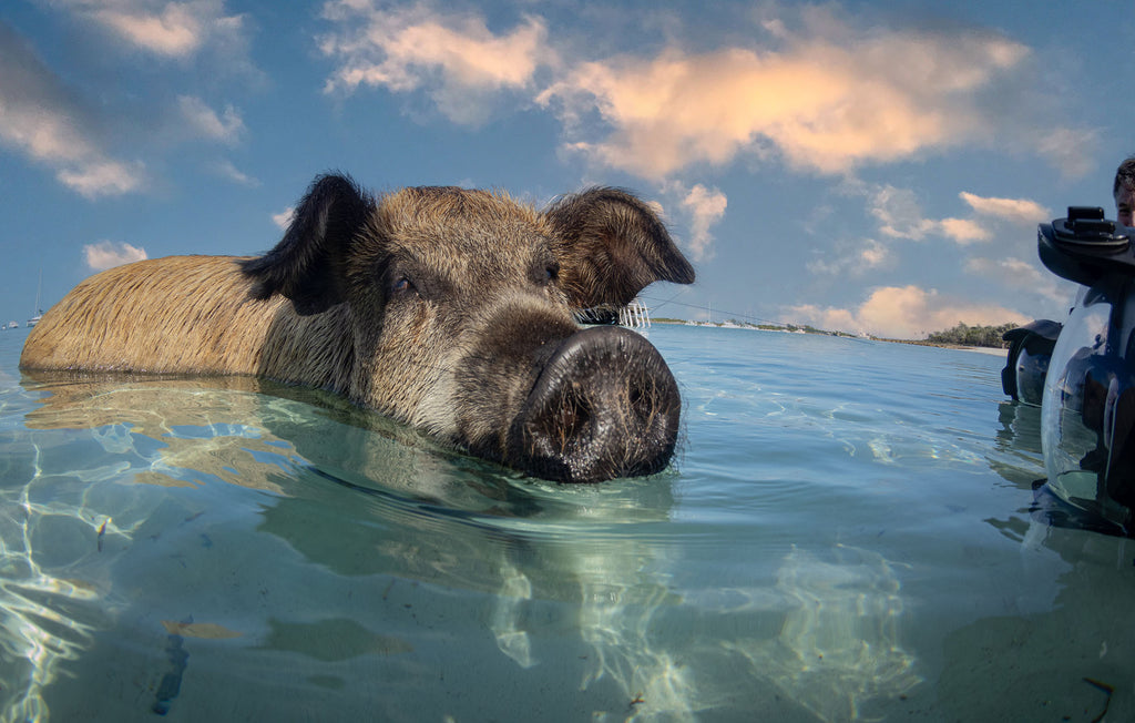 steve miller split shot of a pig taken in the exumas with ikelite underwater systems