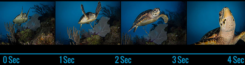 TTL on a turtle underwater by Steve Miller Ikelite
