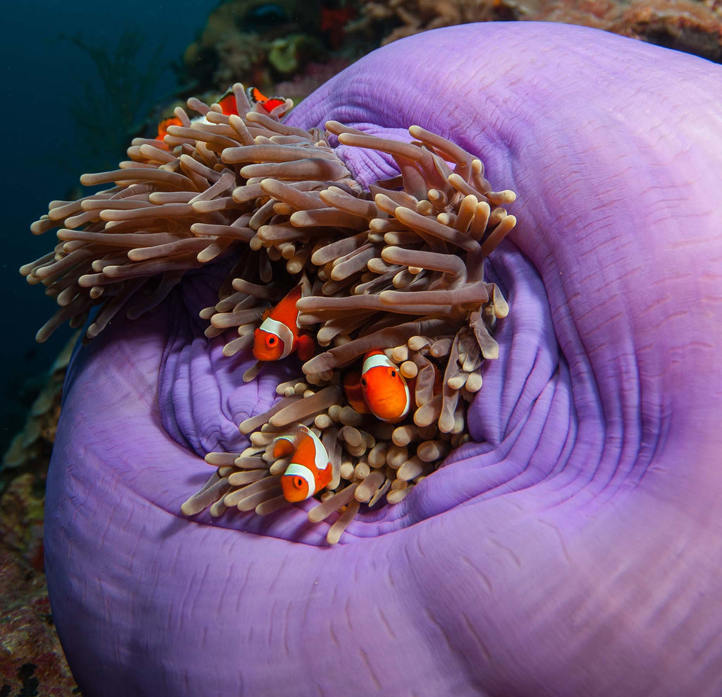 anemone clownfish steve miller taken with an ikelite underwater housing and strobes