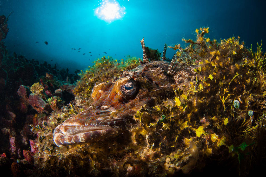 steve miller crocodilefish image taken with ikelite underwater housing and strobes