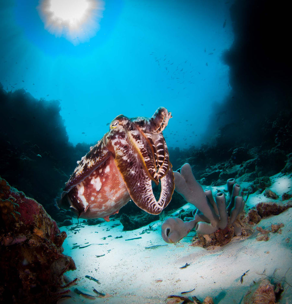 cuttlefish by steve miller taken with ikelite underwater housing and strobes