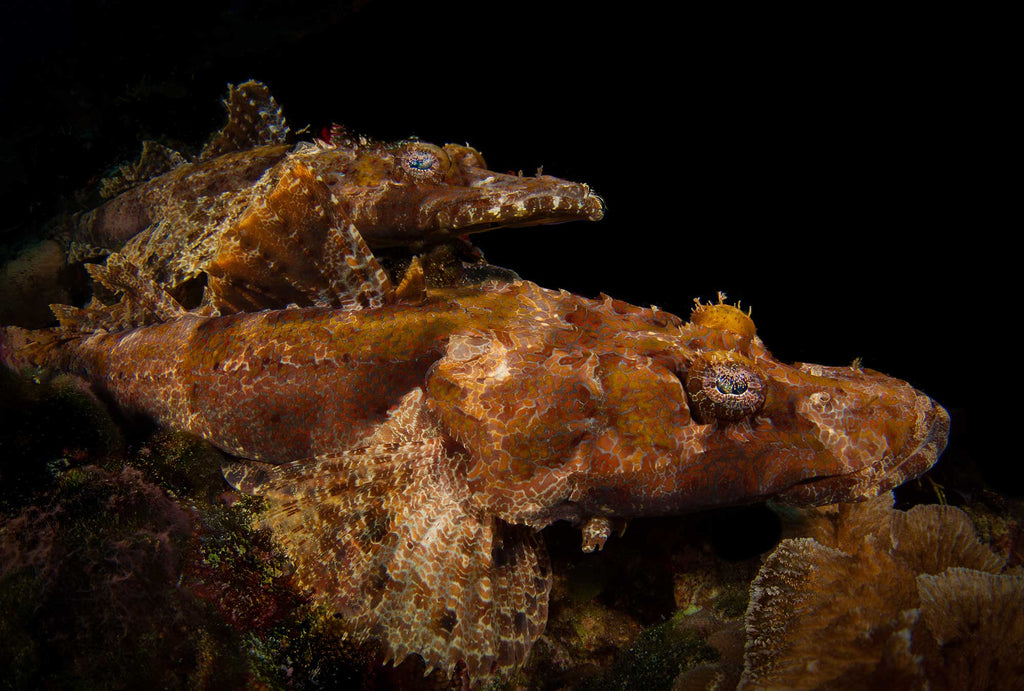 flathead crocodilefish steve miller