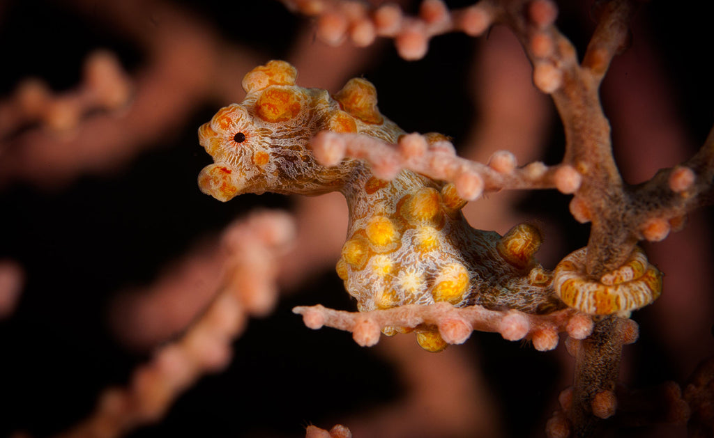 pygmy seahorse taken by steve miller using an ikelite underwater housing and strobes