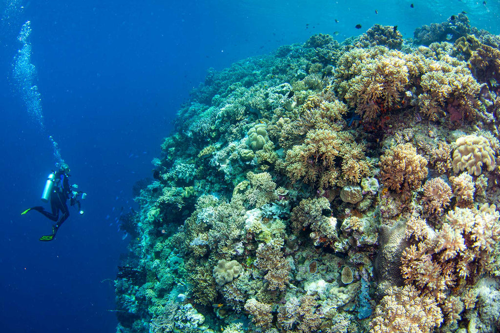 wakatobi reef