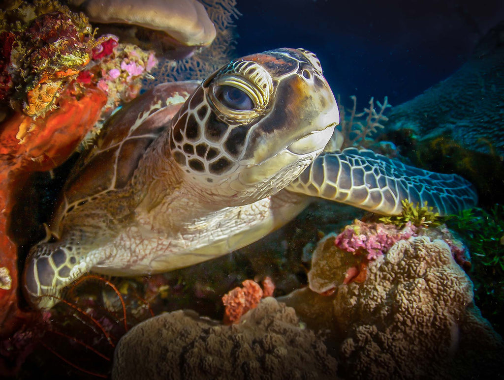 wakatobi turtle steve miller