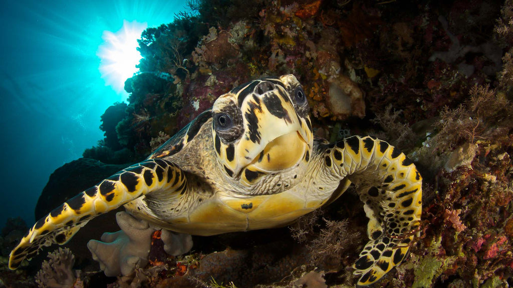sea turtle by steve miller taken using an ikelite underwater housing and strobes