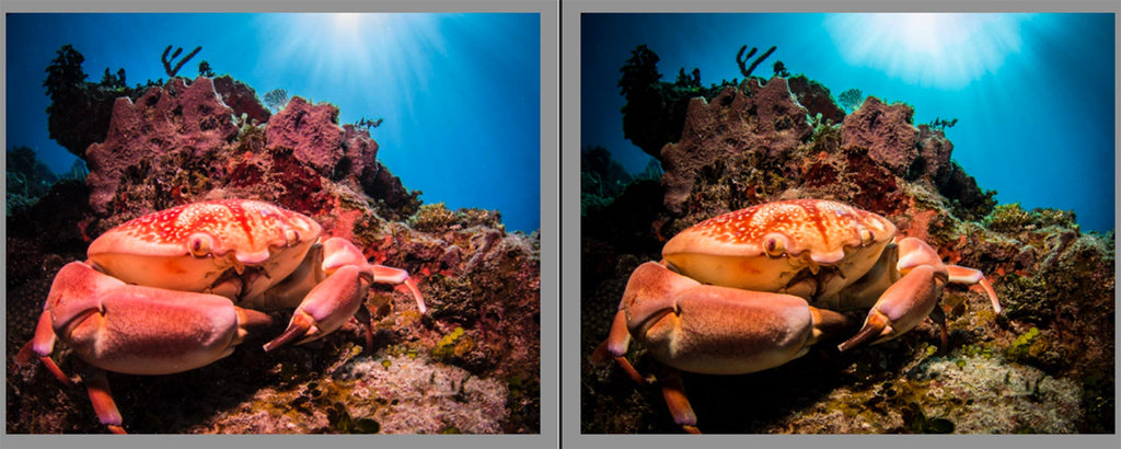 steve miller image of crabs taken with ikelite underwater housing side by side comparison