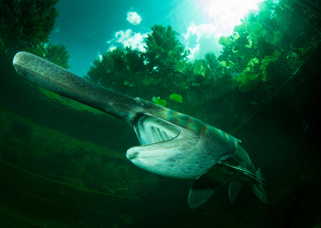 steve miller paddle fish green freshwater photo before white balance taken with ikelite housing