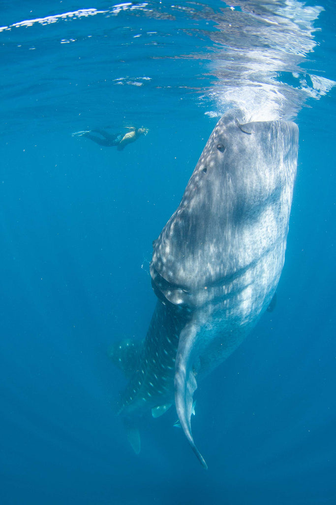 steve miller whale shark white balance photo taken with ikelite underwater housing