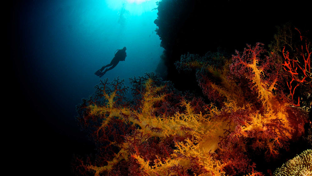 Wide Angle Reefscape Underwater Steve Miller Ikelite Housing