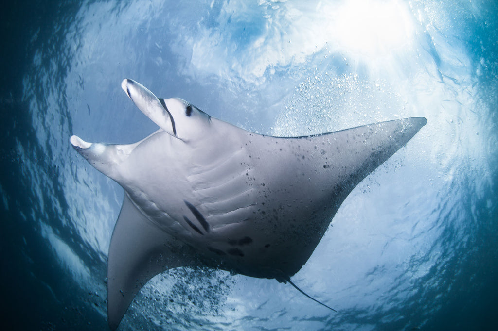 manta ray from yap micronesia taken by steve miller with an ikelite underater housing