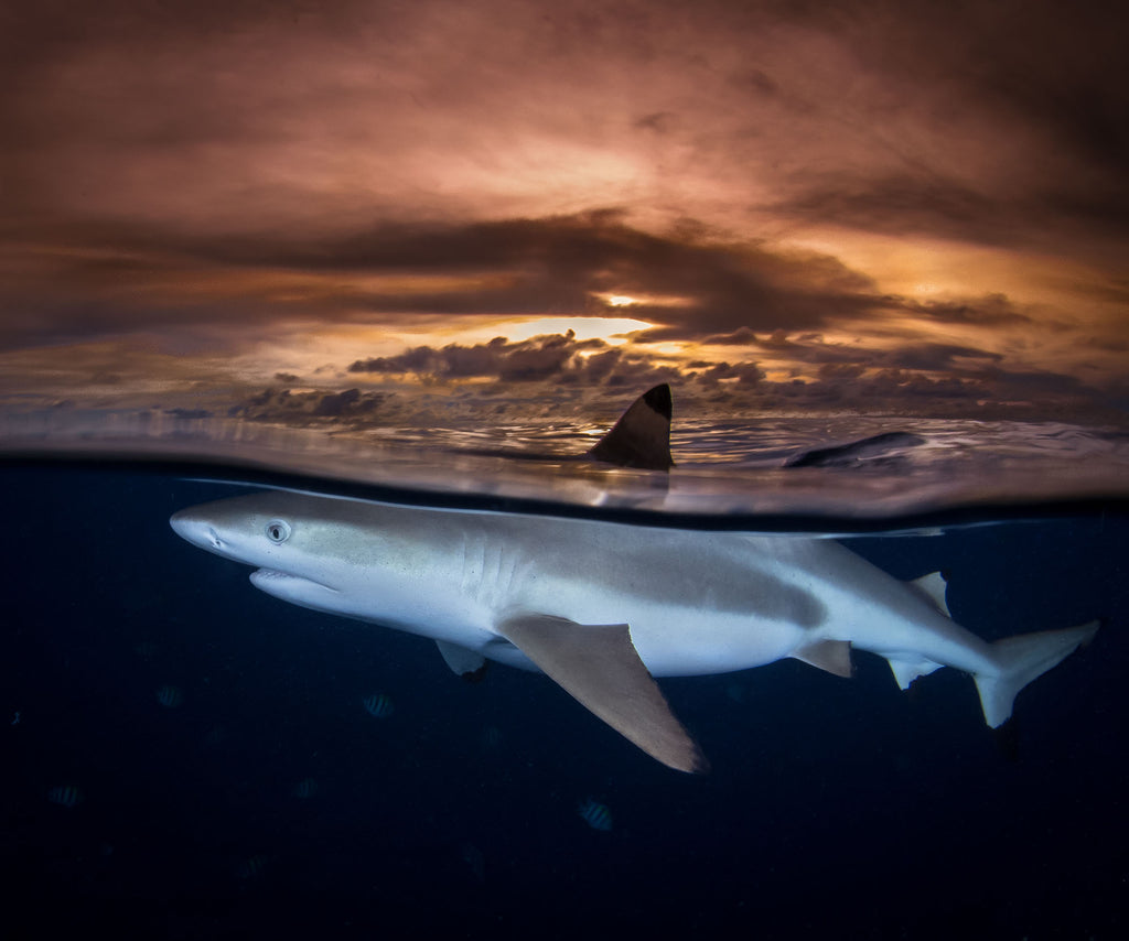 reef shark sunset split shot taken by steve miller using an ikelite underwater housing