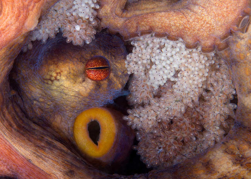 Octopus with Eggs by Steven Kovacs Ikelite Ambassador